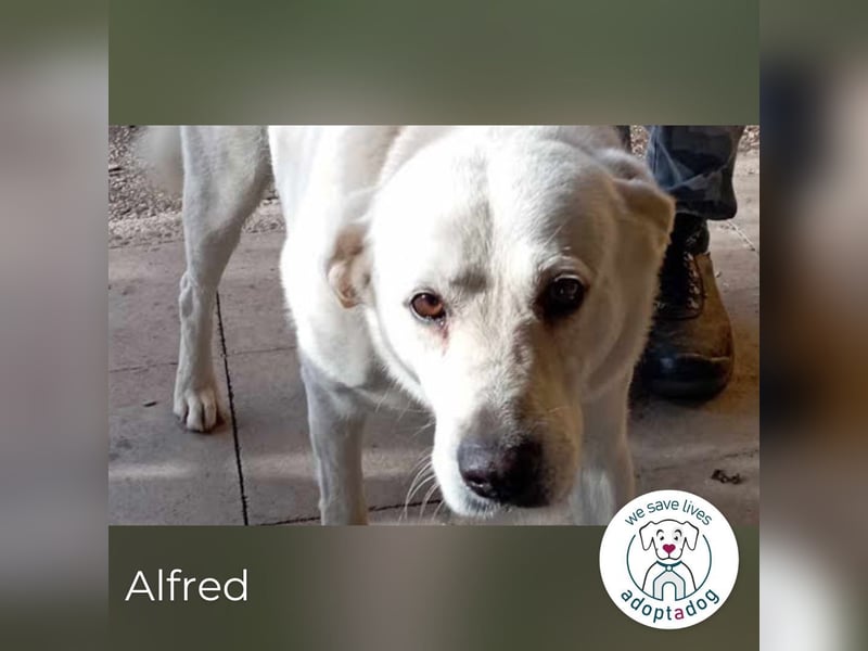 Alfred: Freundlicher Rüde
