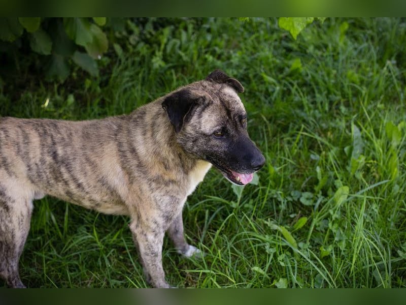 Wilson – Opi sucht Zuhause