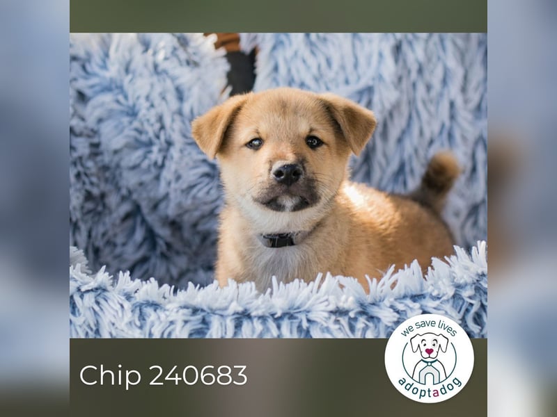 Chip 240683: Hundekind sucht ein Zuhause