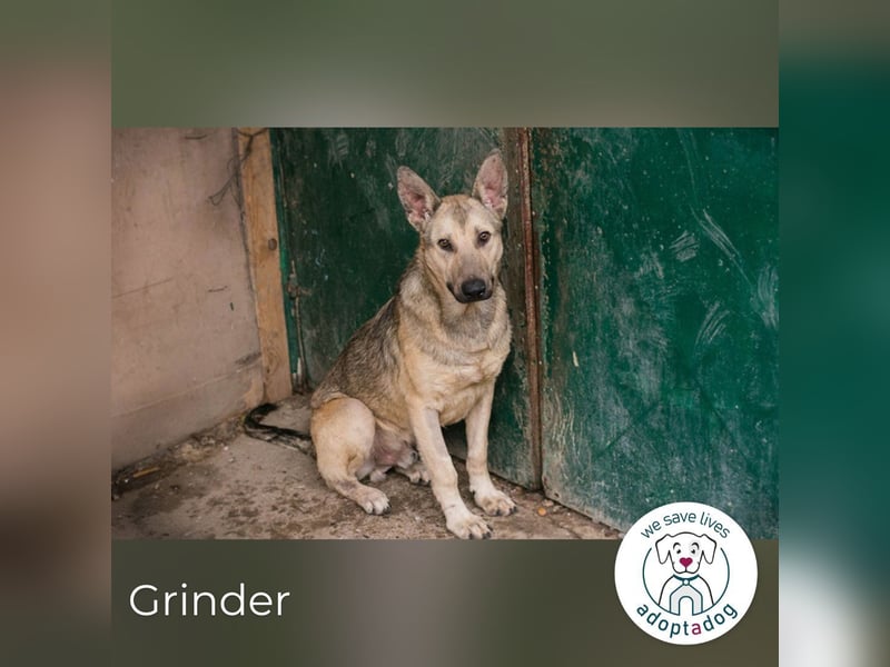 Grinder: Verspielter Junghund