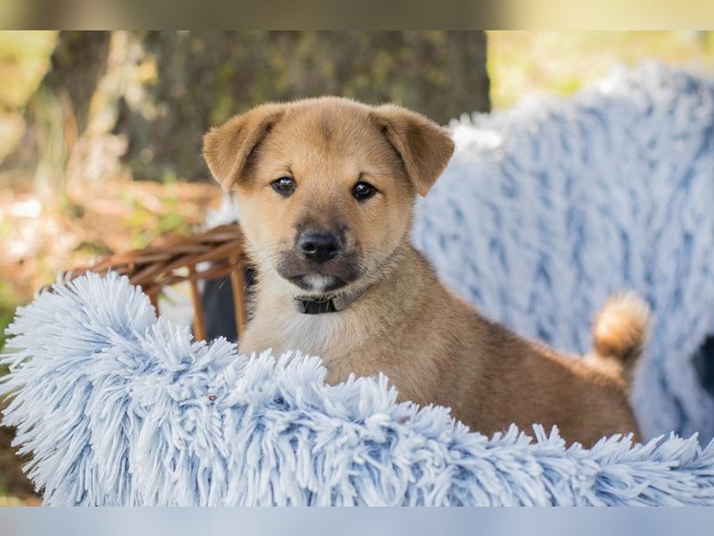Chip 240683: Hundekind sucht ein Zuhause