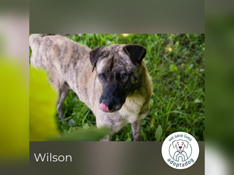 Wilson – Opi sucht Zuhause