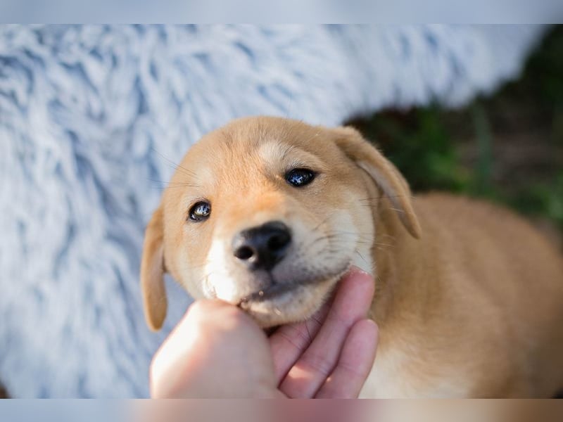 Gregor: Hundekind sucht ein Zuhause