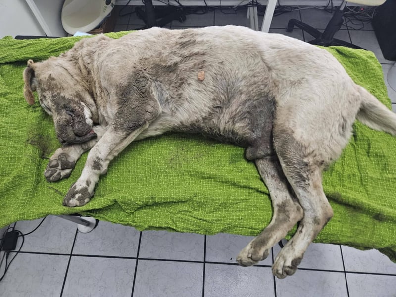 Ludwig: Vom Überleben zum Leben