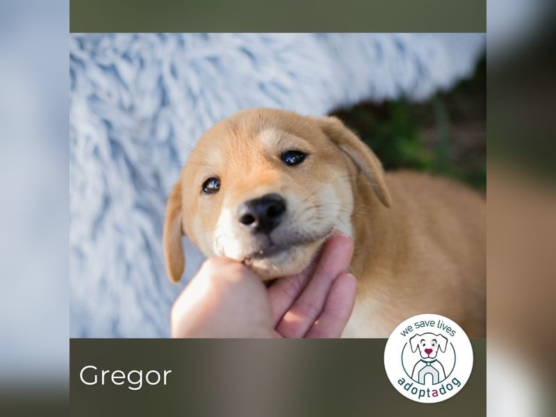 Gregor: Hundekind sucht ein Zuhause