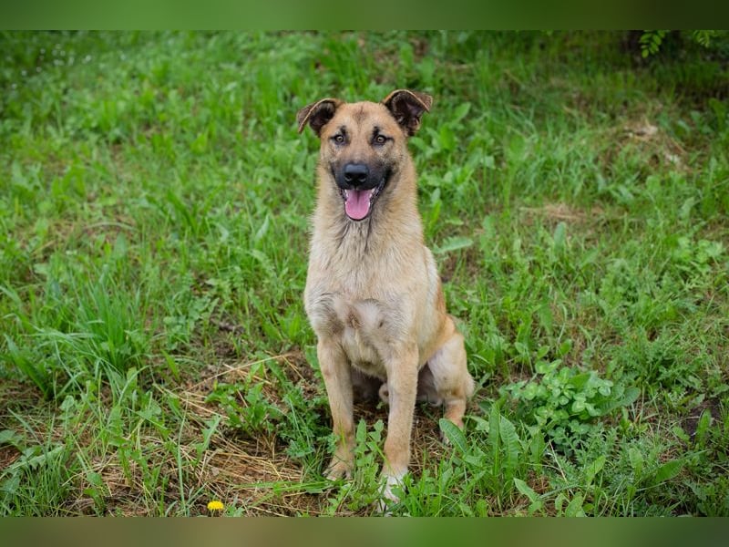 Lupo: Junghund sucht ein Zuhause