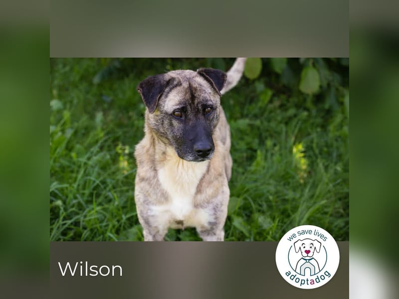 Wilson – Opi sucht Zuhause