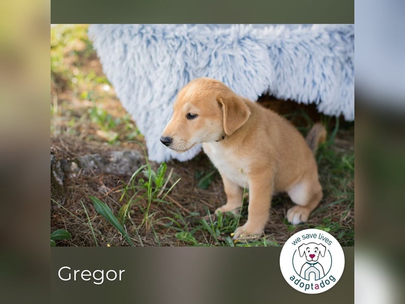Gregor: Hundekind sucht ein Zuhause