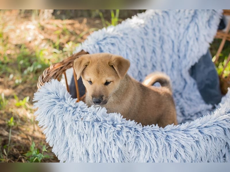 Chip 240683: Hundekind sucht ein Zuhause