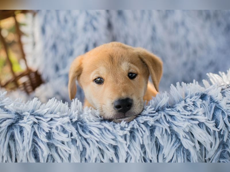 Gregor: Hundekind sucht ein Zuhause