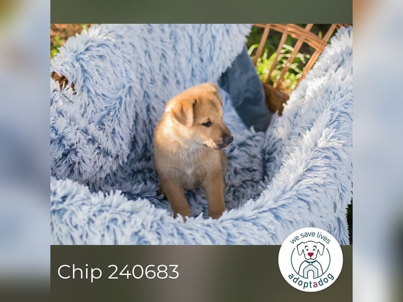 Chip 240683: Hundekind sucht ein Zuhause