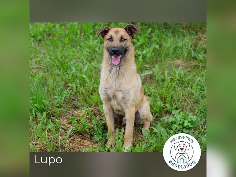 Lupo: Junghund sucht ein Zuhause