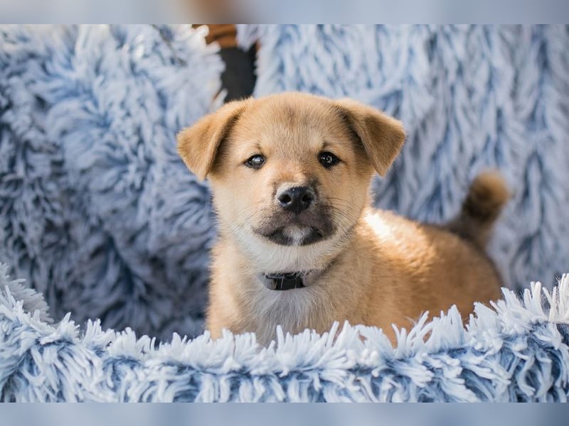 Chip 240683: Hundekind sucht ein Zuhause