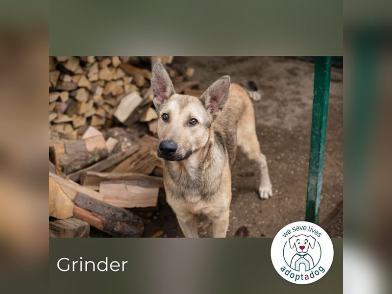 Grinder: Verspielter Junghund
