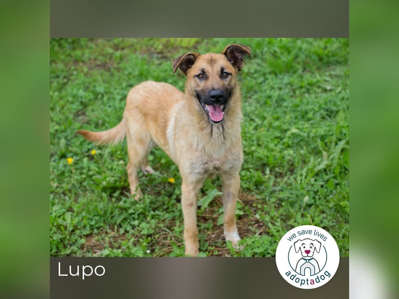 Lupo: Junghund sucht ein Zuhause