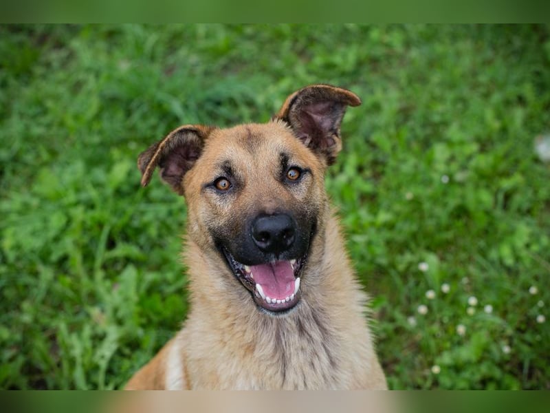 Lupo: Junghund sucht ein Zuhause