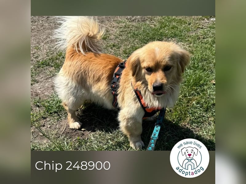 Chip 248900: Hundekind sucht ein Zuhause
