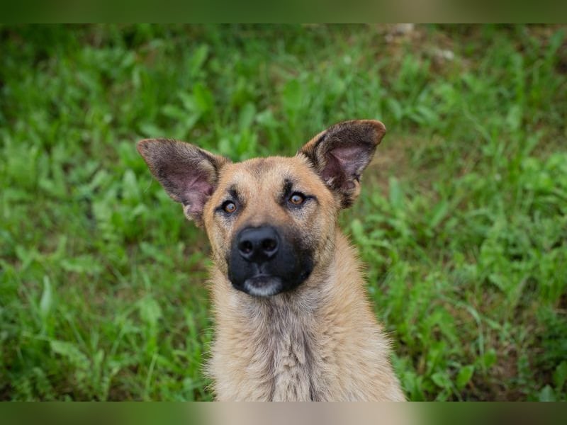 Lupo: Junghund sucht ein Zuhause