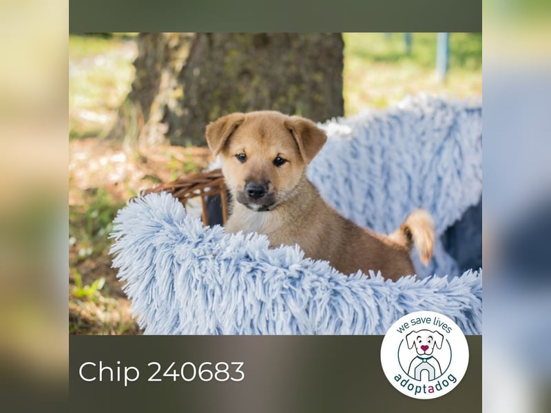 Chip 240683: Hundekind sucht ein Zuhause