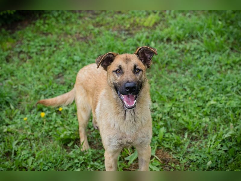 Lupo: Junghund sucht ein Zuhause