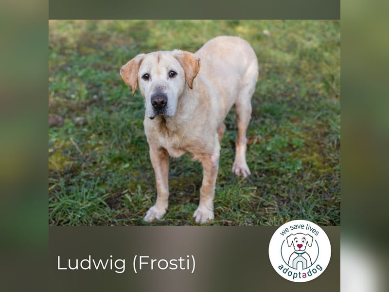Ludwig: Vom Überleben zum Leben