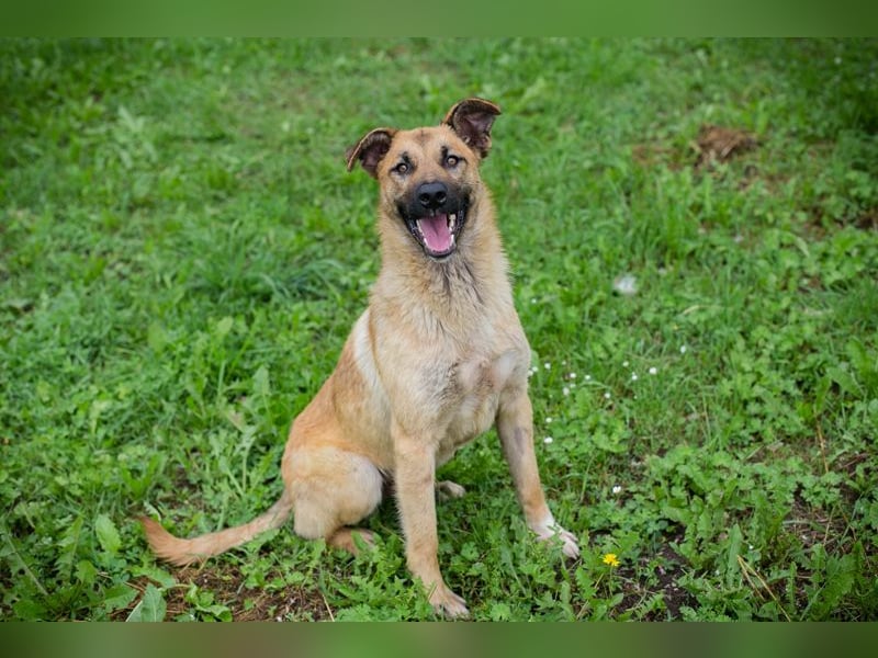 Lupo: Junghund sucht ein Zuhause