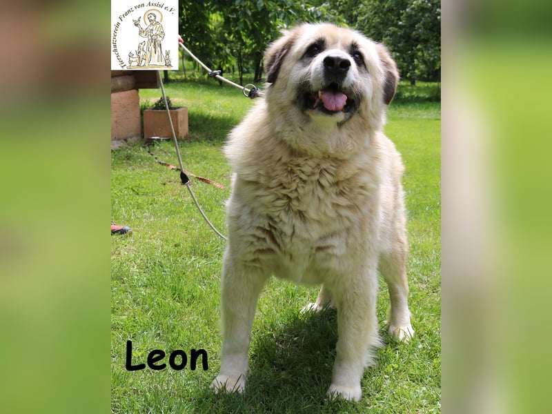 Leon, der Schmusebär