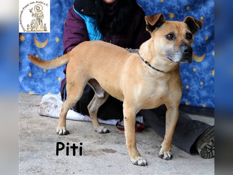 Piti - verschmust und temperamentvoll