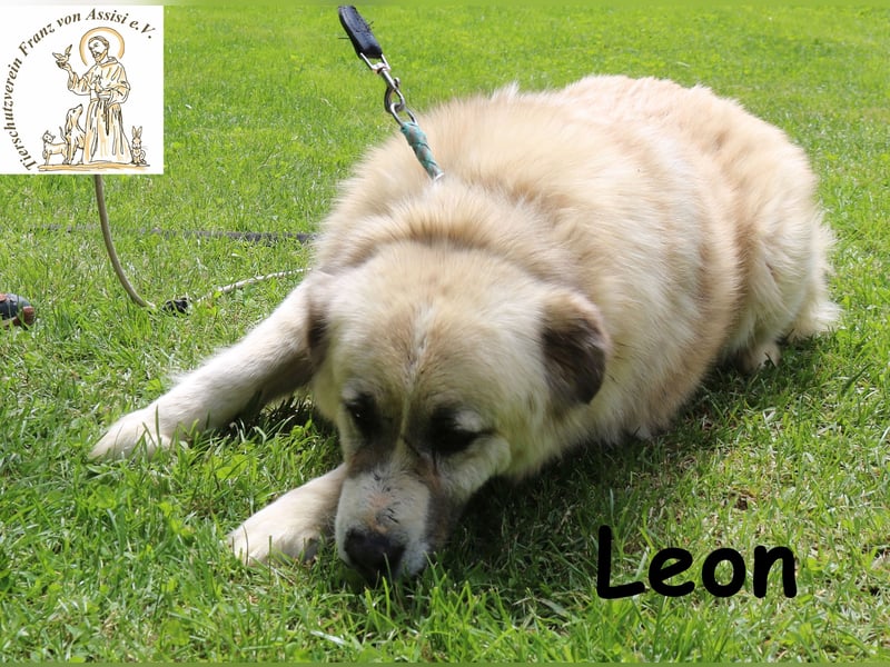 Leon, der Schmusebär