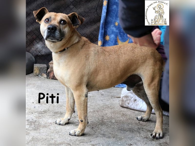 Piti - verschmust und temperamentvoll