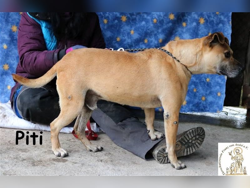 Piti - verschmust und temperamentvoll