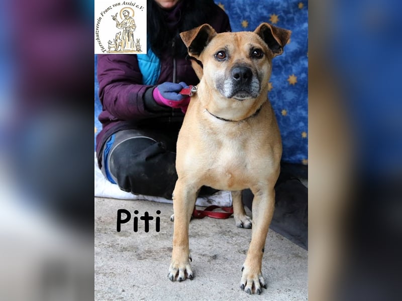Piti - verschmust und temperamentvoll