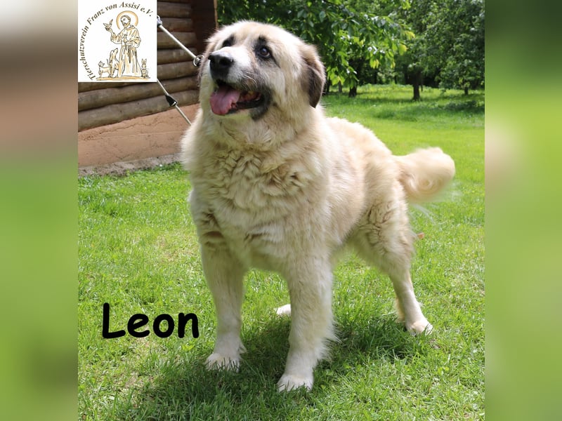Leon, der Schmusebär