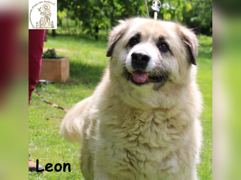 Leon, der Schmusebär