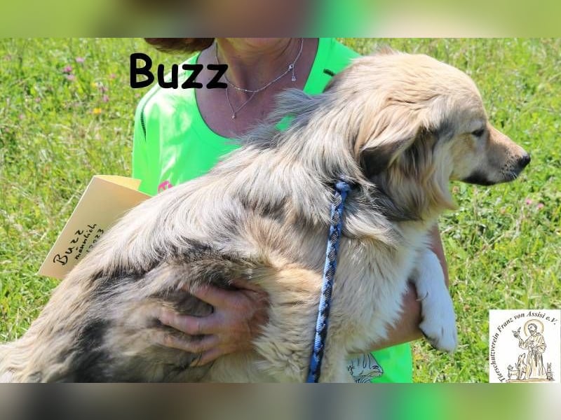 Buzz - wen darf ich lieben, wo darf ich aktiv sein?