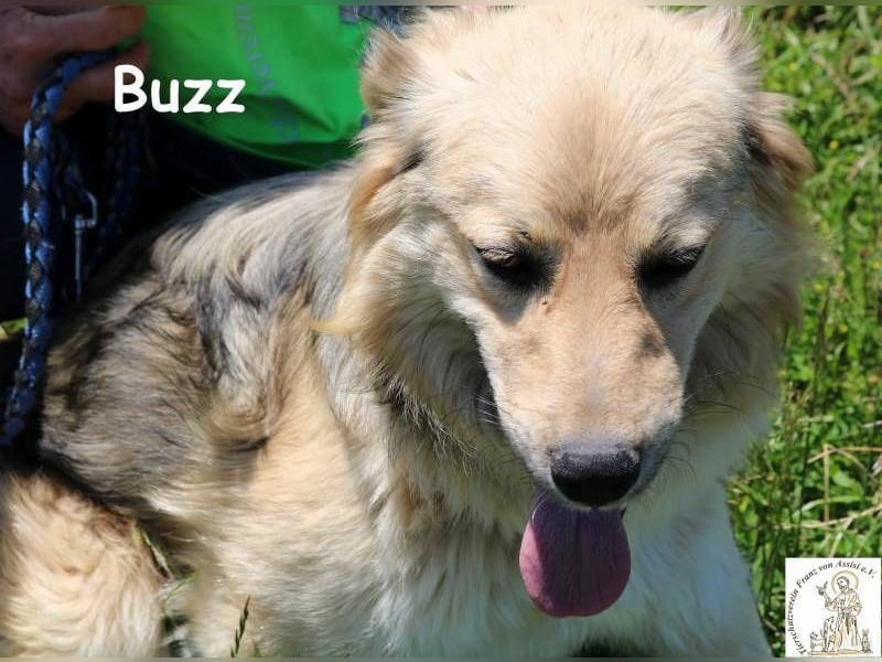 Buzz - wen darf ich lieben, wo darf ich aktiv sein?