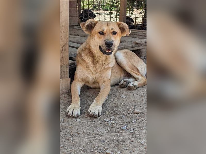 Schüchterner Simba sucht geduldige Menschen