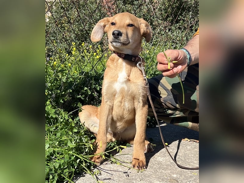 kleiner Milo sucht seine Herzensmenschen
