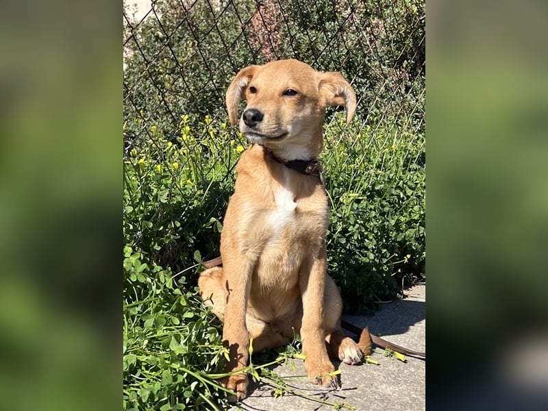 kleiner Milo sucht seine Herzensmenschen