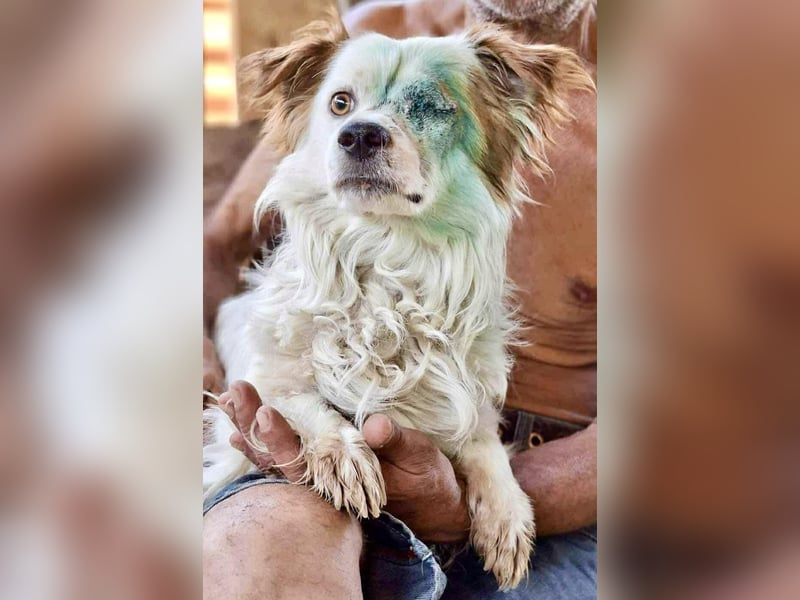 Monty – lebensfroher, kleiner Rüde sucht liebevolles Zuhause