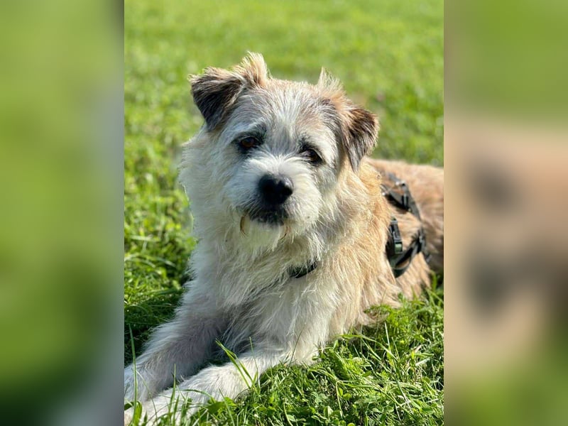 KENO, Wuschelbär sucht Körbchen, bei seinen erfahrenen Menschen!