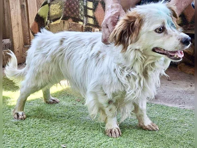 Monty – lebensfroher, kleiner Rüde sucht liebevolles Zuhause