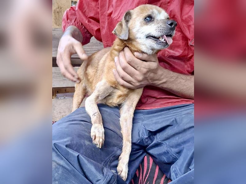 Kleiner Opa BOBBY sucht seine Menschen