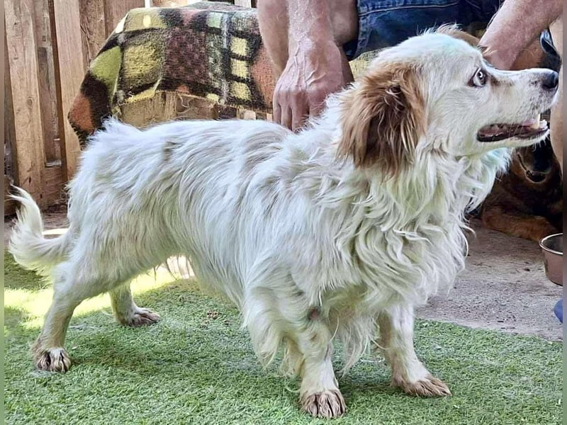 Monty – lebensfroher, kleiner Rüde sucht liebevolles Zuhause