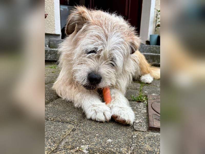 KENO, Wuschelbär sucht Körbchen, bei seinen erfahrenen Menschen!