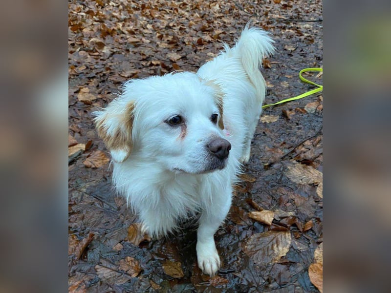 Schmusefreund TY sucht seine Weggefährten fürs Leben