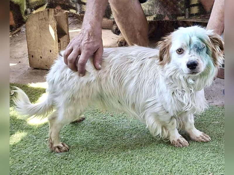 Monty – lebensfroher, kleiner Rüde sucht liebevolles Zuhause