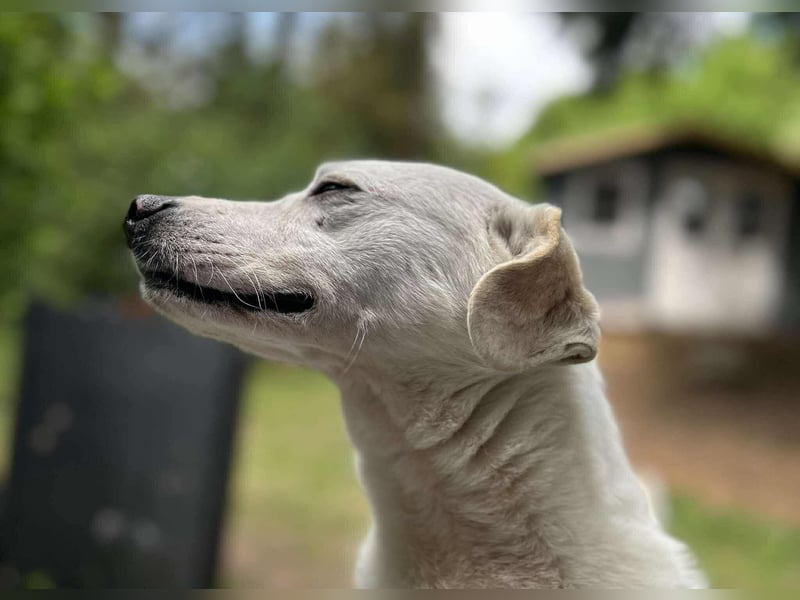 Zuckerknopf Aris sucht seine Lieblingsmenschen