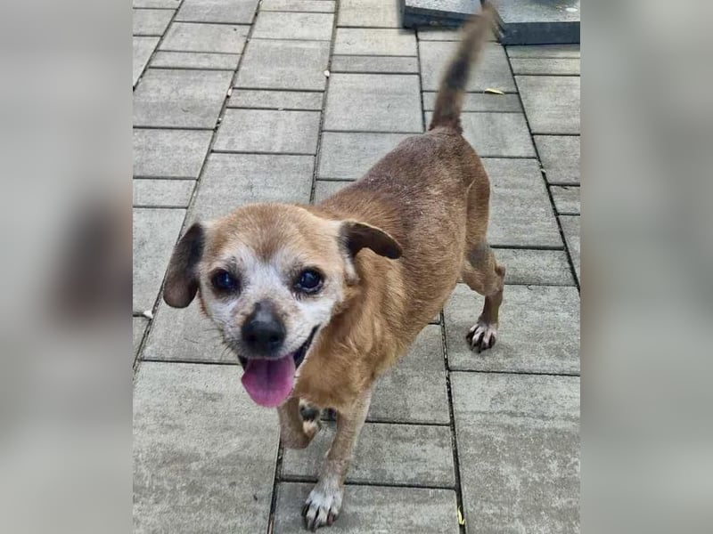 Kleiner Opa BOBBY sucht seine Menschen