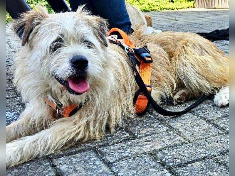 KENO, Wuschelbär sucht Körbchen, bei seinen erfahrenen Menschen!